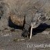 dragon_komodo_hsb_rinca_h_1776_kom4130.jpg